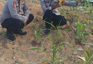 Dukung Industrial Farming, Bhabinkamtibmas Polsek Balikpapan Timur Aktif Dampingi Kelompok Tani Jagung