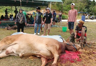 Warga RT 39 Graha Indah Sembelih 5 Sapi Kurban, Sapi Limosin 1,2 Ton dari CV Jagat Raya Putri